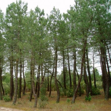 Pinus pinaster graines 25 pcs (PEFC)
