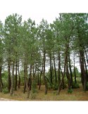 Semillas Pinus pinaster 25 ud (PEFC)