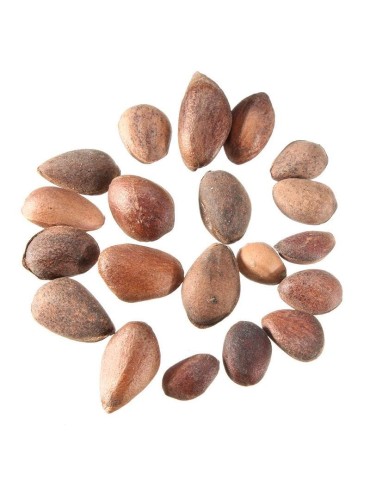 Semillas Pinus pinaster 25 ud (PEFC) 2