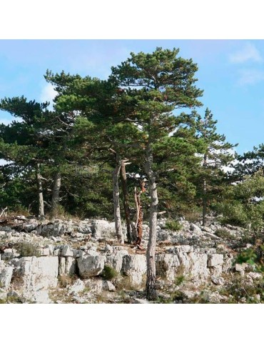 Semillas Pinus nigra 25 ud (PEFC)