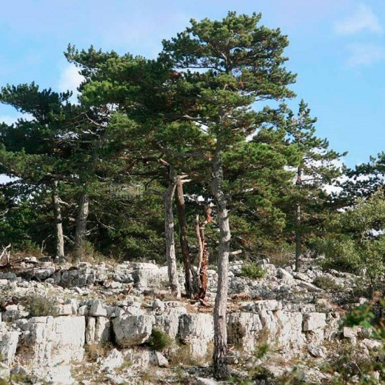 Semillas Pinus nigra 25 ud (PEFC)
