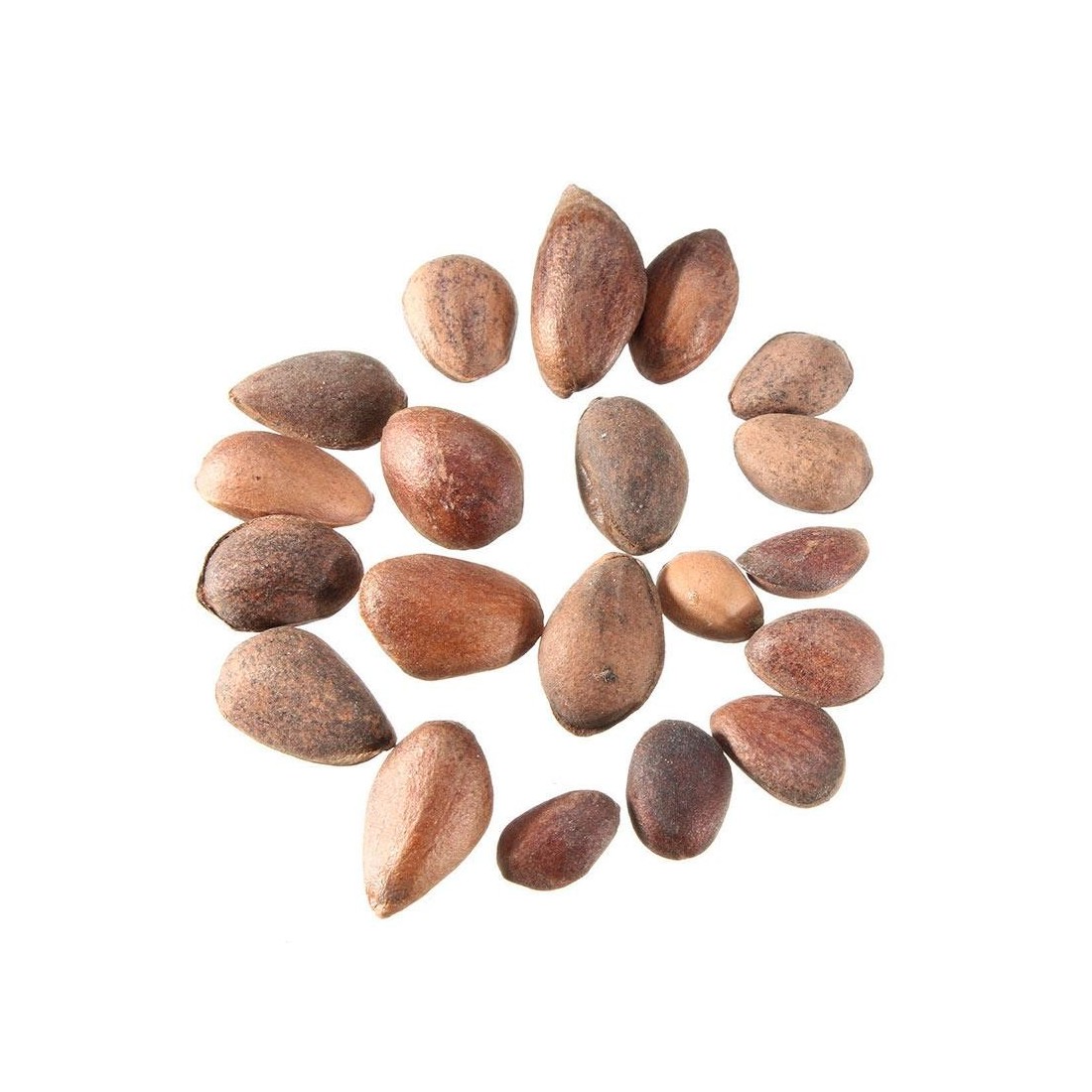 Pinus nigra seeds 25 pcs (PEFC)
