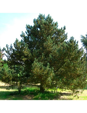 Semillas Pinus uncinata 20 ud (PEFC)