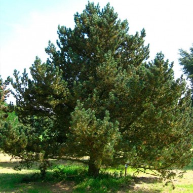 Pinus uncinata graines 20 pcs (PEFC)