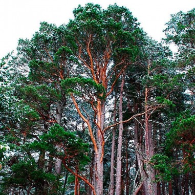 Pinus sylvestris graines 25 pcs (PEFC)