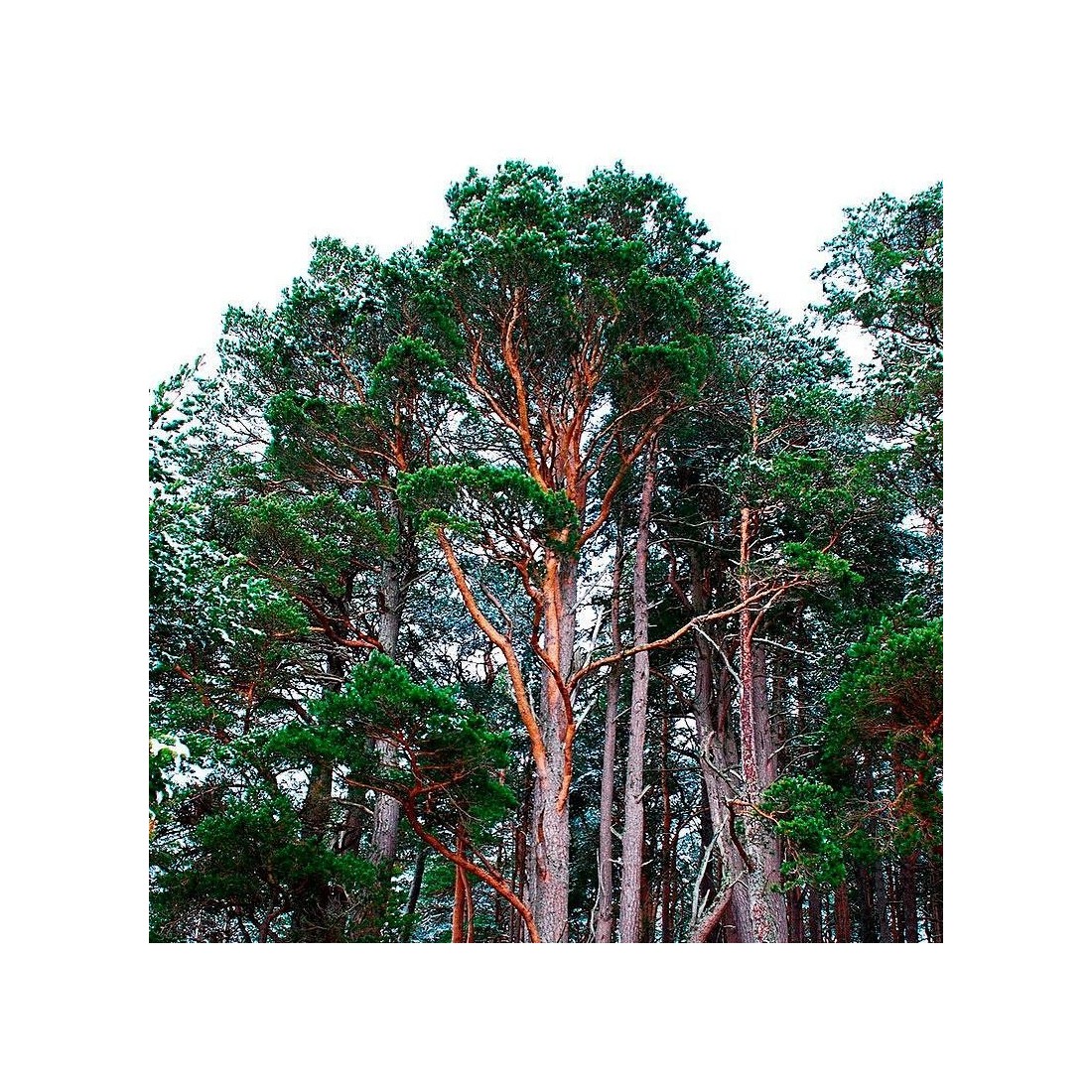 Semillas Pinus sylvestris 25 ud (PEFC) Semillas Pinus sylvestris 25 ud (PEFC)