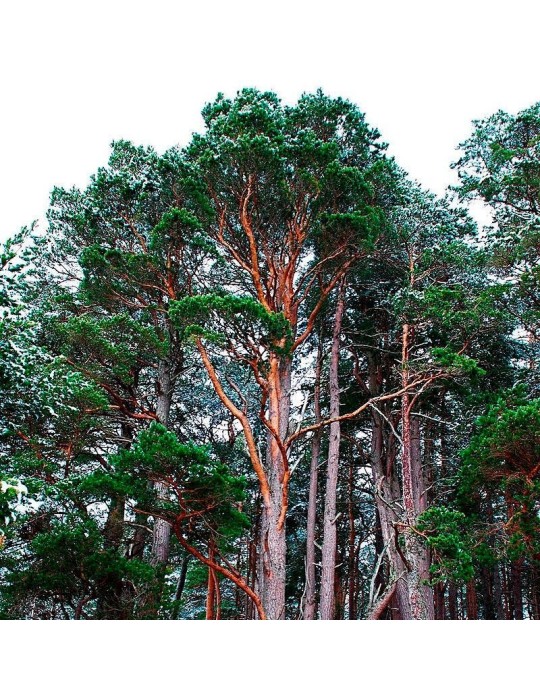 Semillas Pinus sylvestris 25 ud (PEFC) Semillas Pinus sylvestris 25 ud (PEFC)
