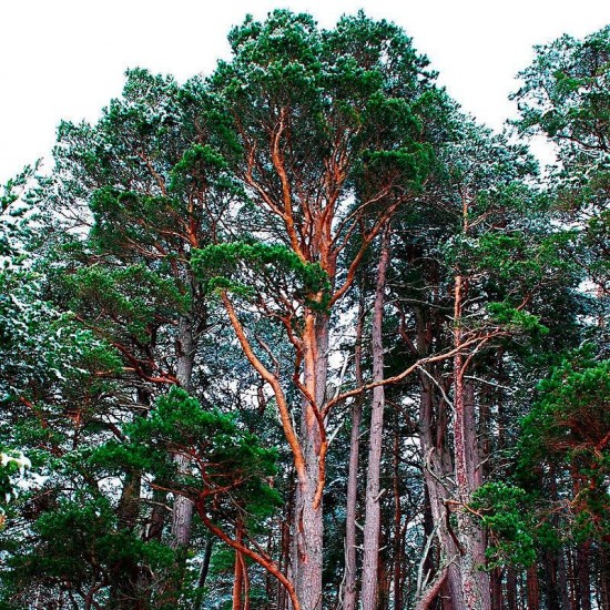 Semillas Pinus sylvestris 25 ud (PEFC)