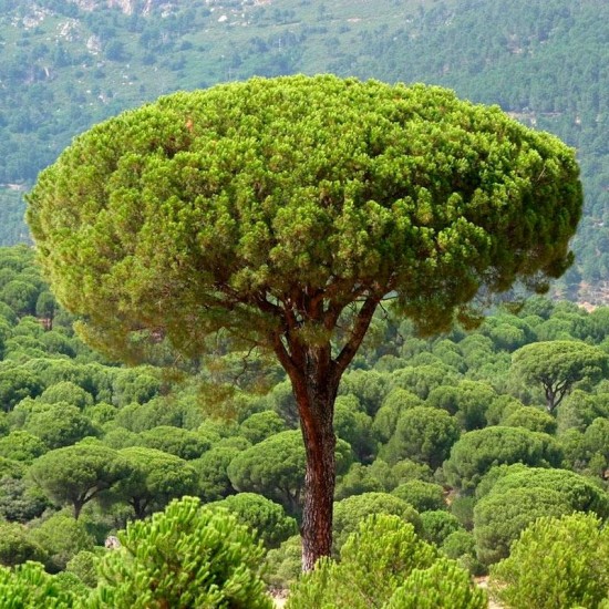 Pinus pinea seeds 25 pcs (PEFC)