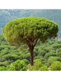 Semillas Pinus pinea 25 ud (PEFC)