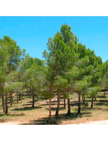Semillas Pinus halepensis 25 ud (PEFC)