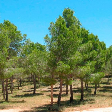 Pinus halepensis graines 25 pcs (PEFC)