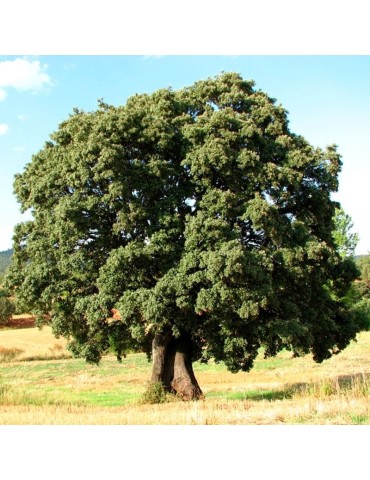 Semillas Quercus ilex 20 ud (PEFC)
