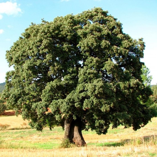 Quercus ilex seeds 20 pcs (PEFC)