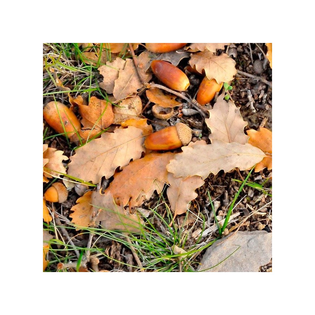 Semillas Quercus faginea 20 ud (PEFC)