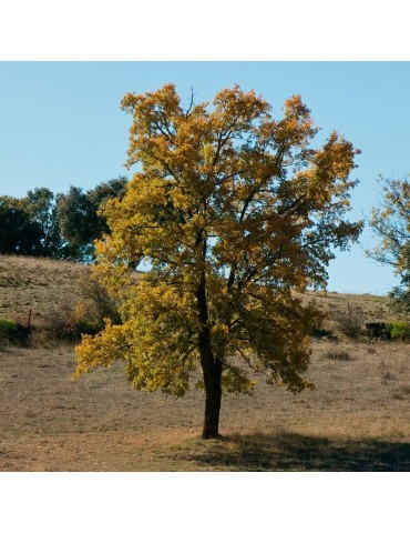 Quercus faginea seeds 20 pcs (PEFC)