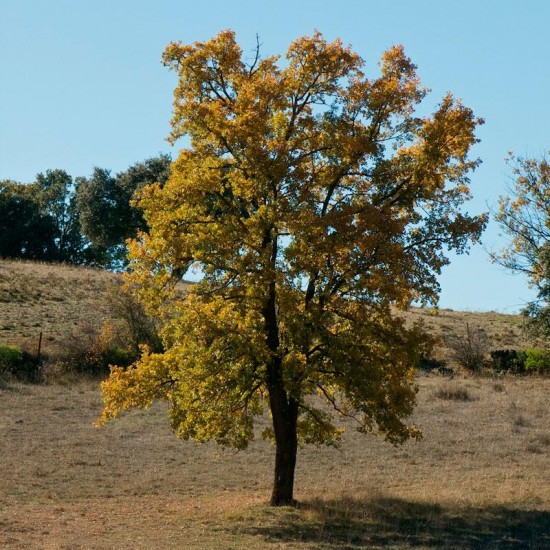 Semillas Quercus faginea 20 ud (PEFC)