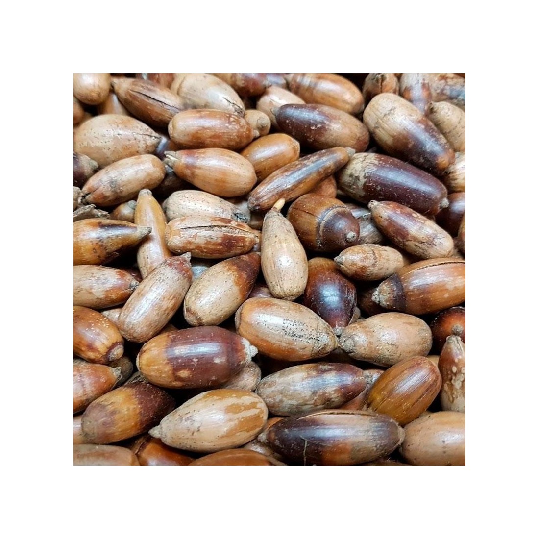 Semillas Quercus petraea 20 ud (PEFC)