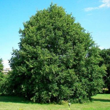 Quercus petraea seeds 20 pcs (PEFC)
