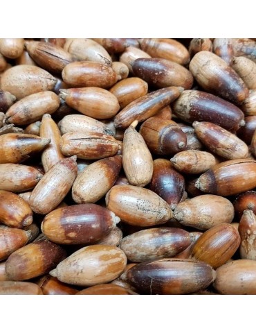 Quercus pyrenaica seeds 20 pcs (PEFC) 2