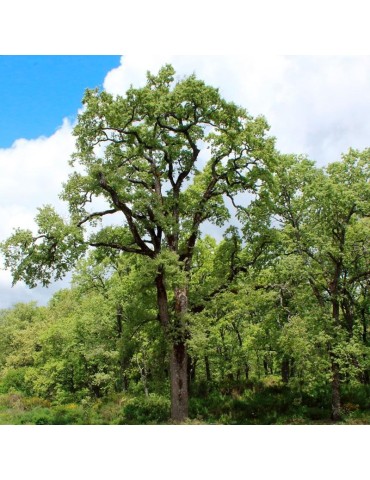 Quercus pyrenaica seeds 20 pcs (PEFC)