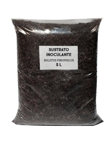 Sustrato inoculante de apoyo Boletus pinophilus 2