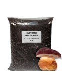 Sustrato inoculante de apoyo Boletus pinophilus
