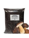Supporting inoculant substrate Boletus aereus