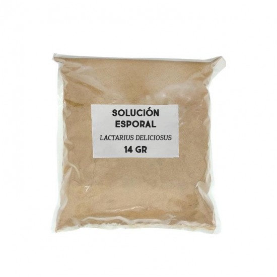 Solución esporal de apoyo - Lactarius deliciosus