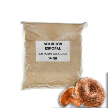 Solución esporal de apoyo - Lactarius deliciosus