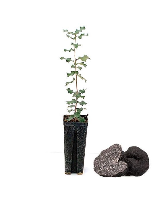 Quercus ilex productores de trufa negra Quercus ilex productores de trufa negra
