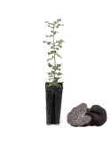 Quercus ilex productores de trufa negra