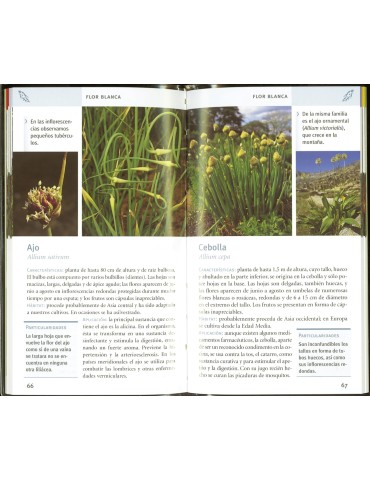 Cómo distinguir fácilmente Plantas medicinales 2
