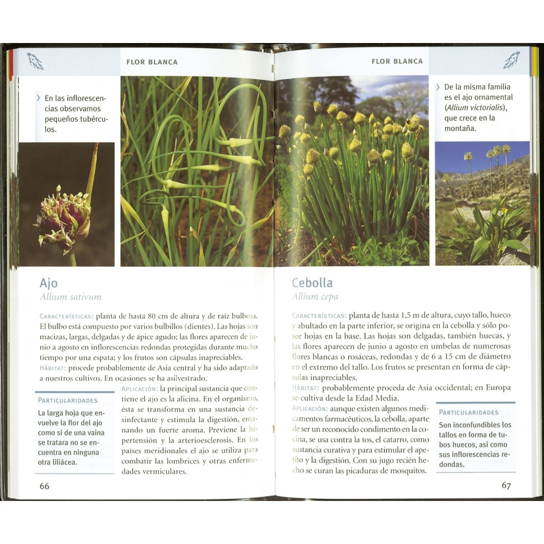 Cómo distinguir fácilmente Plantas medicinales