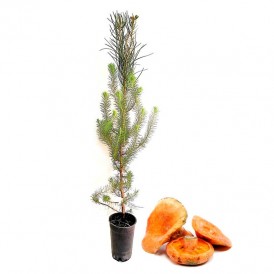 Pinus pinea mycorrhizal mycorrhizal. Pinus pinea 1,5 l