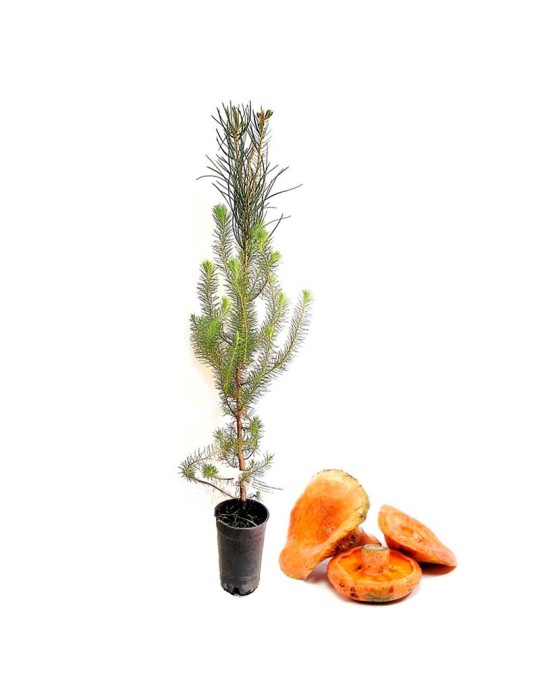 Pinus pinea micorrizado níscalo. Pino piñonero 1,5 l Pinus pinea micorrizado níscalo. Pino piñonero 1,5 l
