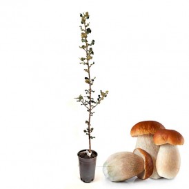 ▷ Comprar árboles y plantas micorrizadas de Setas 【 Compra Online 】