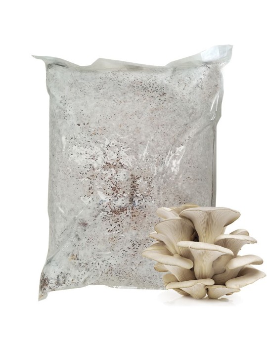 Micelio Pleurotus ostreatus 30 l industrial Micelio Pleurotus ostreatus 30 l industrial
