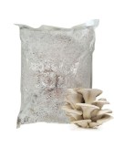 Mycélium Pleurotus ostreatus 30 l industriel