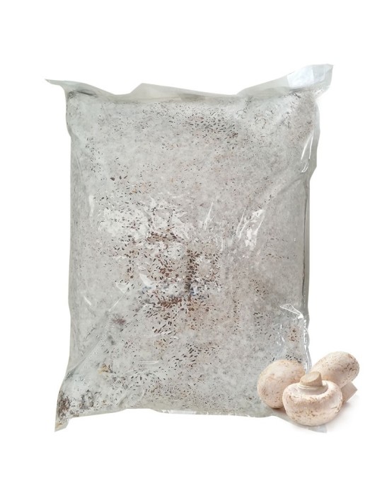 Micelio Agaricus bisporus 30 l Micelio Agaricus bisporus 30 l