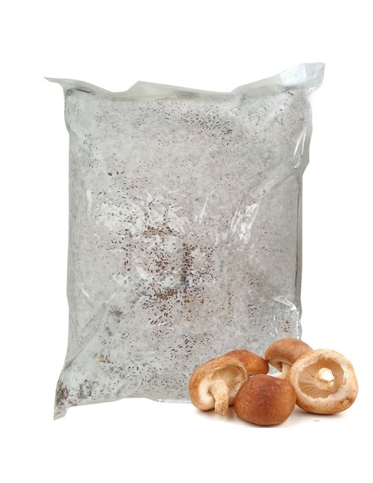 Micelio Shitake 30 l Micelio Shitake 30 l