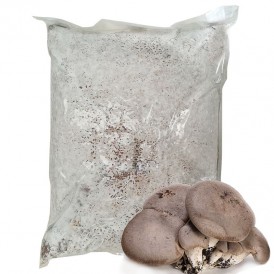 Mycelium Pleurotus eryngii 30 l