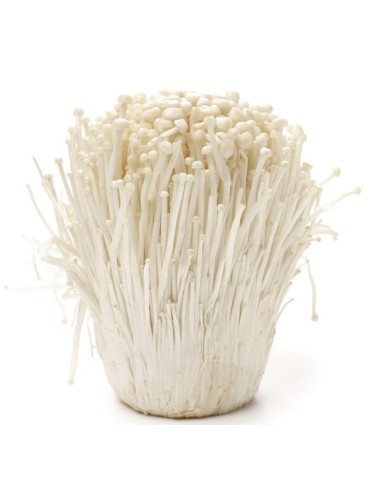 Mico Kit Enoki 2