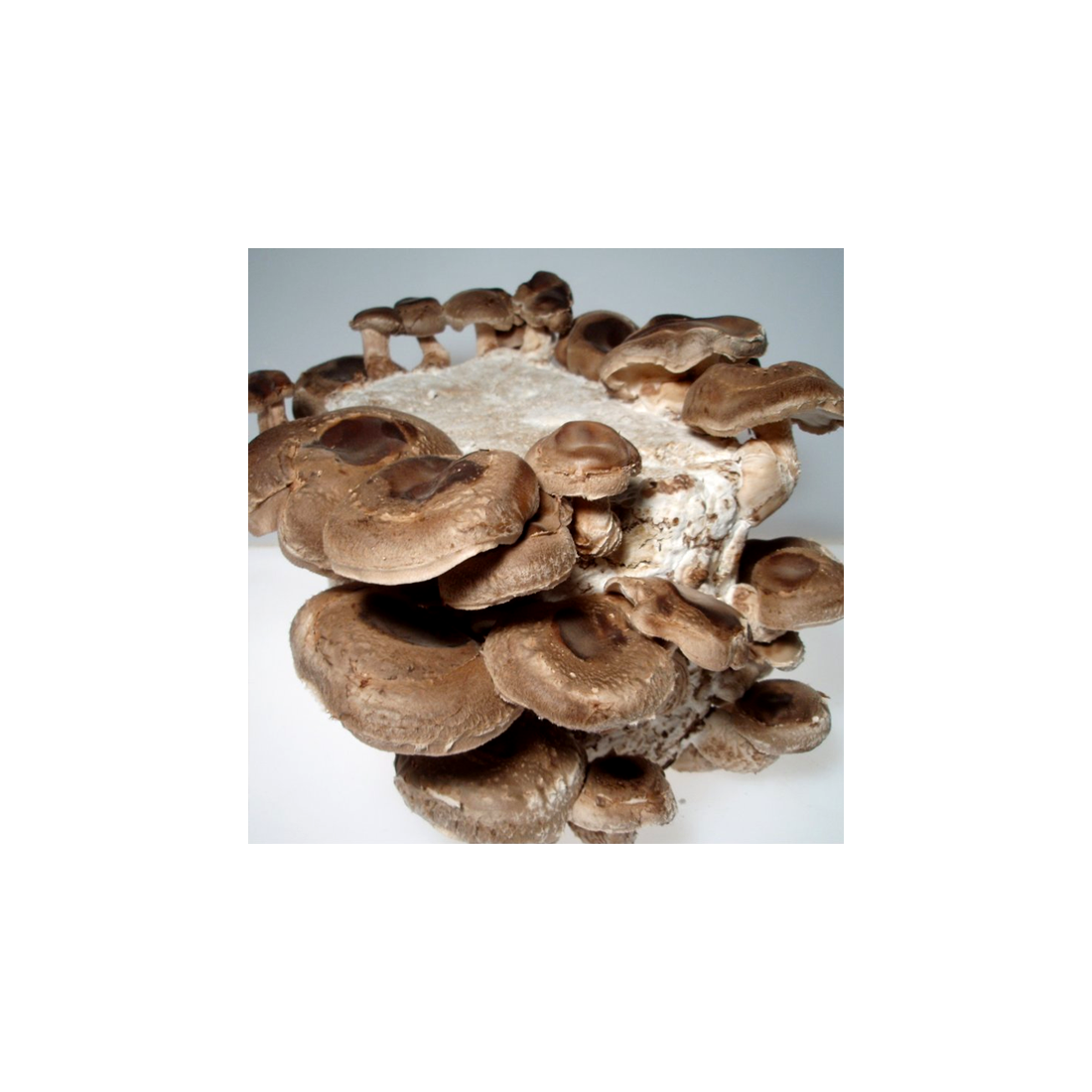 Alpaca Shiitake 14 kg