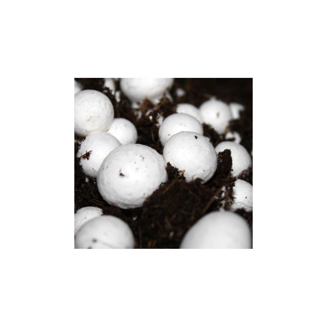 Kit champignon Blanc de Paris - Agaricus bisporus albidus