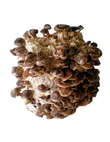 Mico Kit Shiitake 4,5 kg