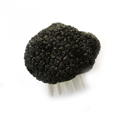 Black truffle replica - brush 5x5