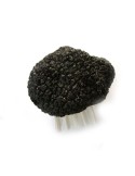 Réplica de trufa negra - cepillo 5x5