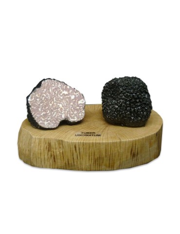 Réplica en resina de tuber uncinatum