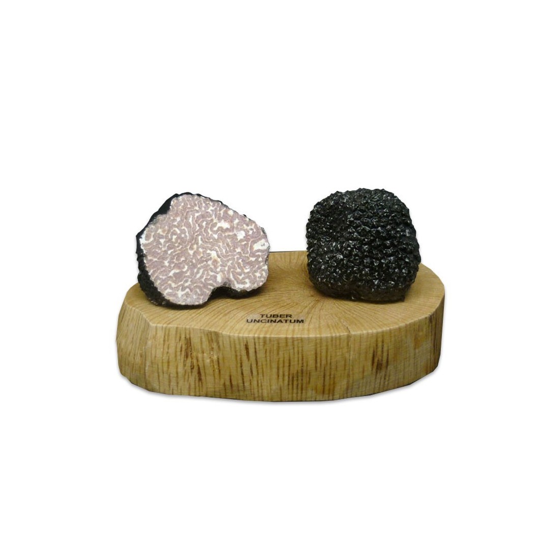 Réplique en résine de Tuber uncinatum Réplique en résine de Tuber uncinatum